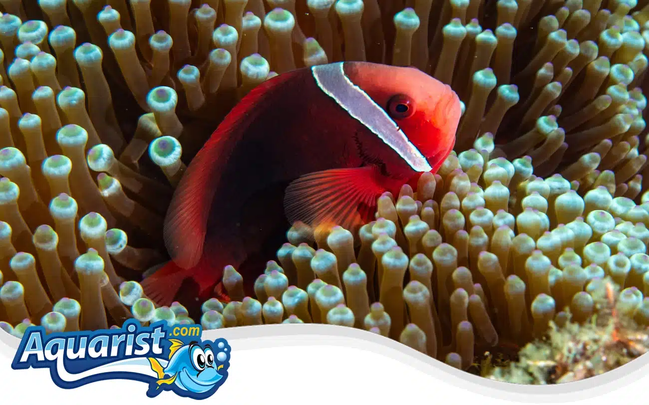 Tomato Clownfish Tomato Clownfish