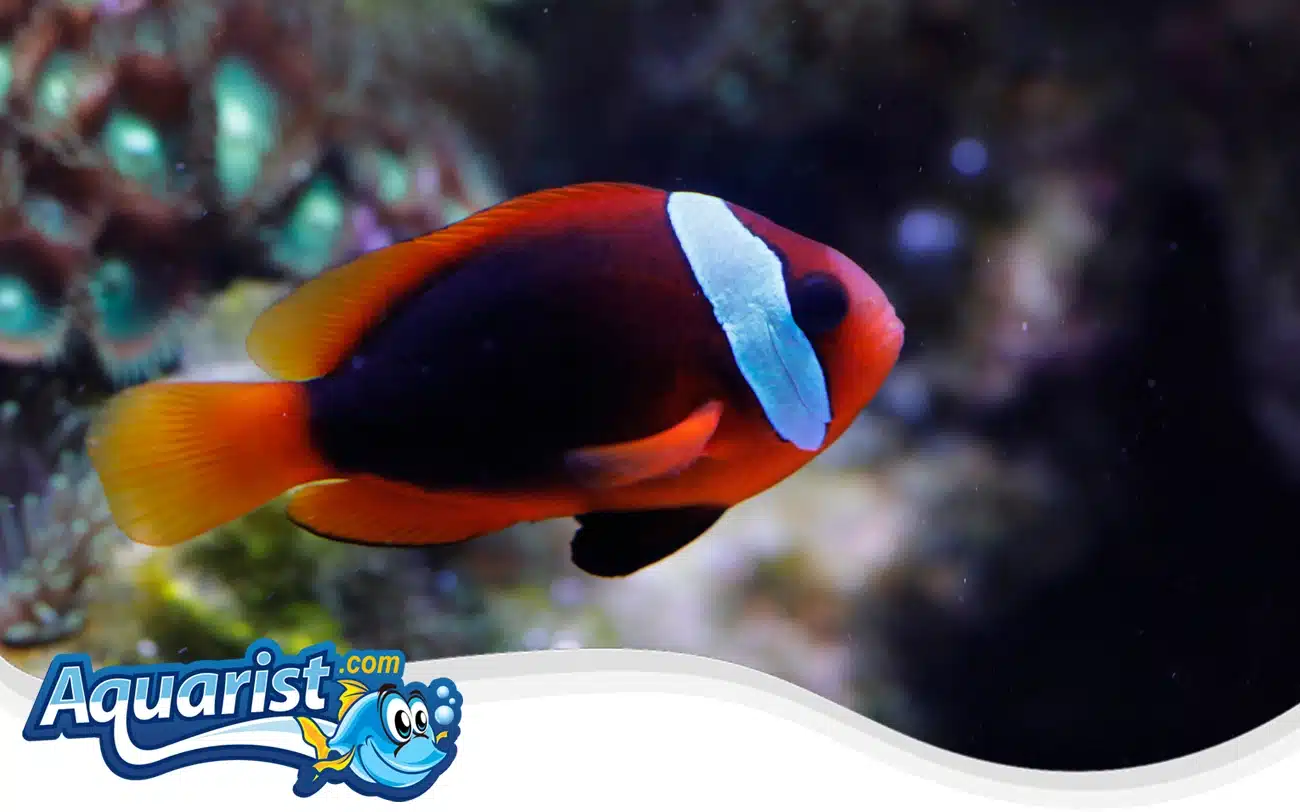 Cinnamon Clownfish Cinnamon Clownfish