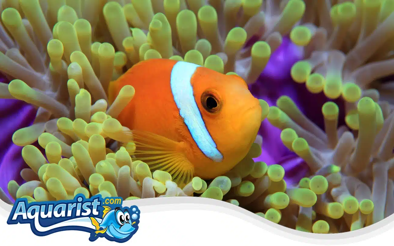 Maldives Clownfish Maldives Clownfish
