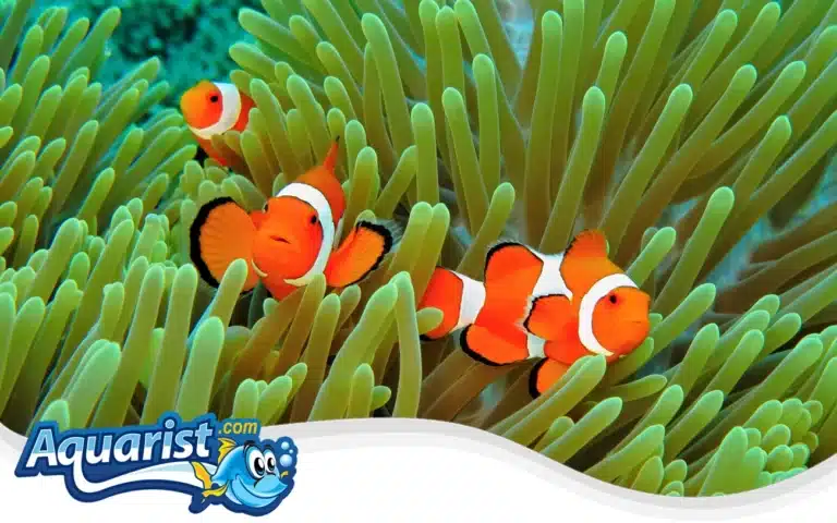 Ocellaris Clownfish (Amphiprion ocellaris)