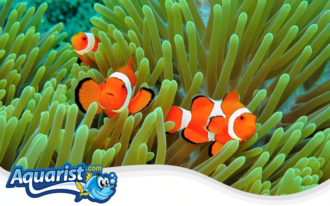 Ocellaris Clownfish Ocellaris Clownfish
