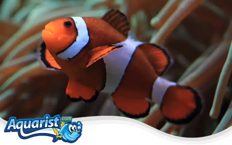 Percula Clownfish (Amphiprion percula)