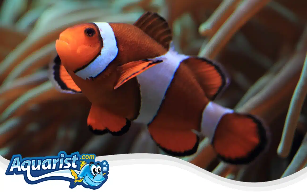Percula Clownfish Percula Clownfish