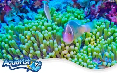 Pink Skunk Clownfish