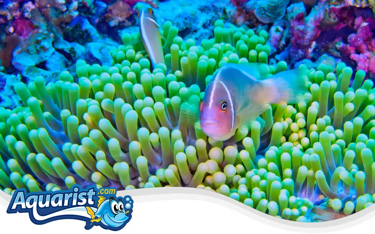 Pink Skunk Clownfish Pink Skunk Clownfish