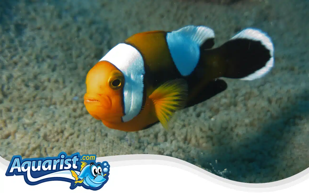 Saddleback Clownfish Saddleback Clownfish