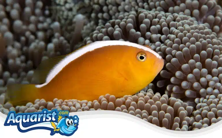 Orange Skunk Clownfish (Amphiprion sandaracinos)