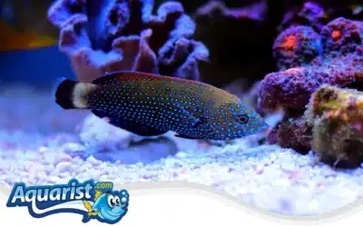 Blue-Spotted Wrasse