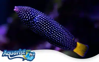 Spotted Wrasse