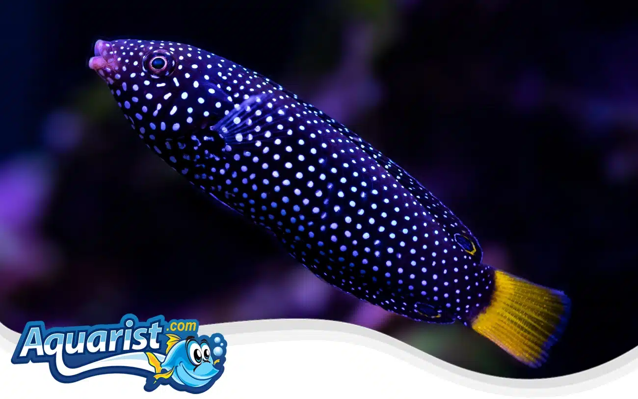 Spotted Wrasse Spotted Wrasse