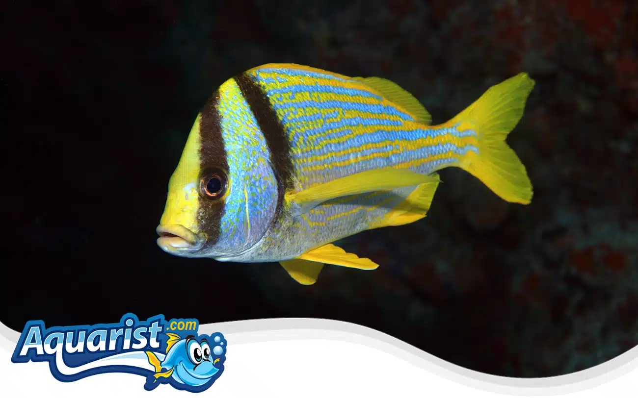 Porkfish Porkfish