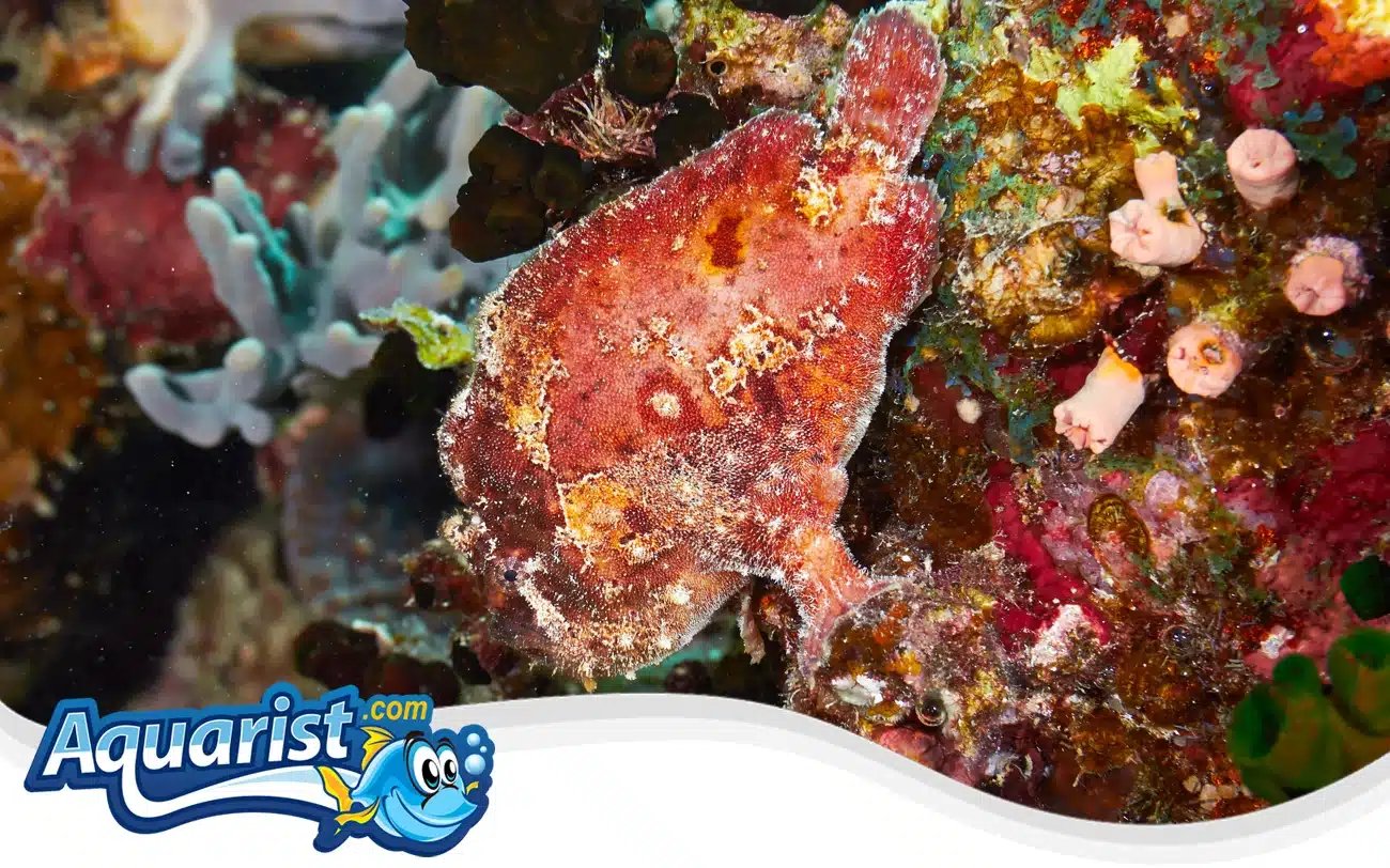 Scarlet Frogfish Scarlet Frogfish