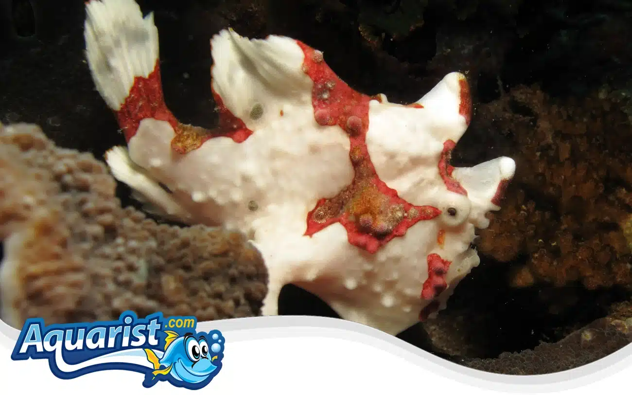 Warty Frogfish Warty Frogfish