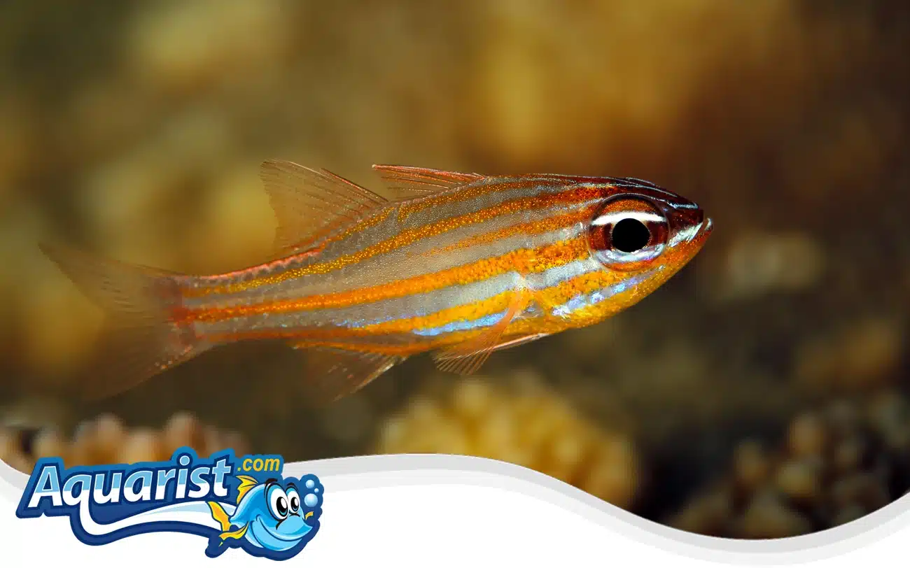 Orange-Lined Cardinalfish Orange-Lined Cardinalfish