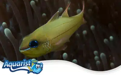 Seale’s Cardinalfish