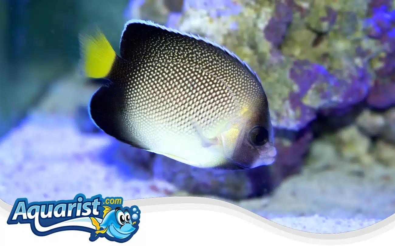 Indian Yellowtail Angelfish Indian Yellowtail Angelfish