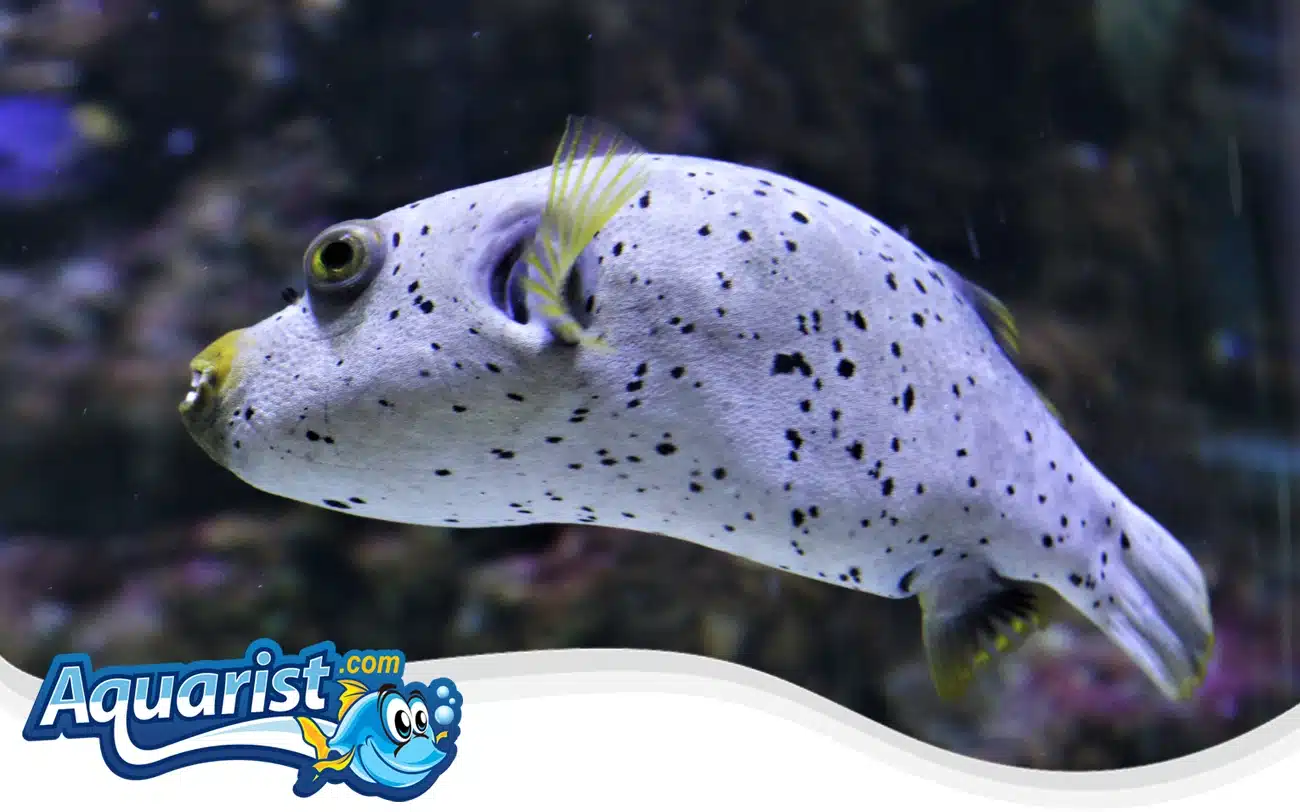 Immaculate Pufferfish Immaculate Pufferfish