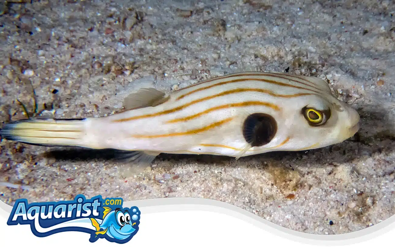 Narrow-Lined Pufferfish Narrow-Lined Pufferfish