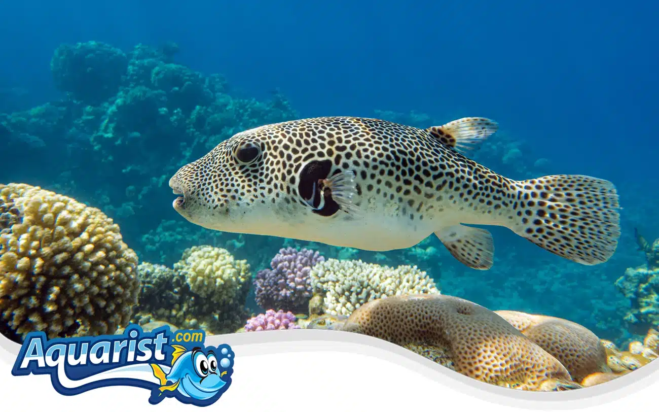 Starry Pufferfish Starry Pufferfish