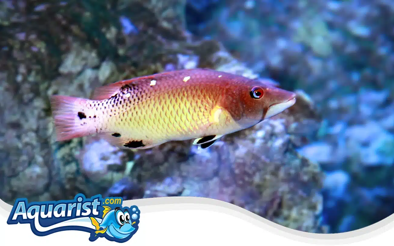 Diana's Hogfish