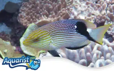 Blackfin Hogfish