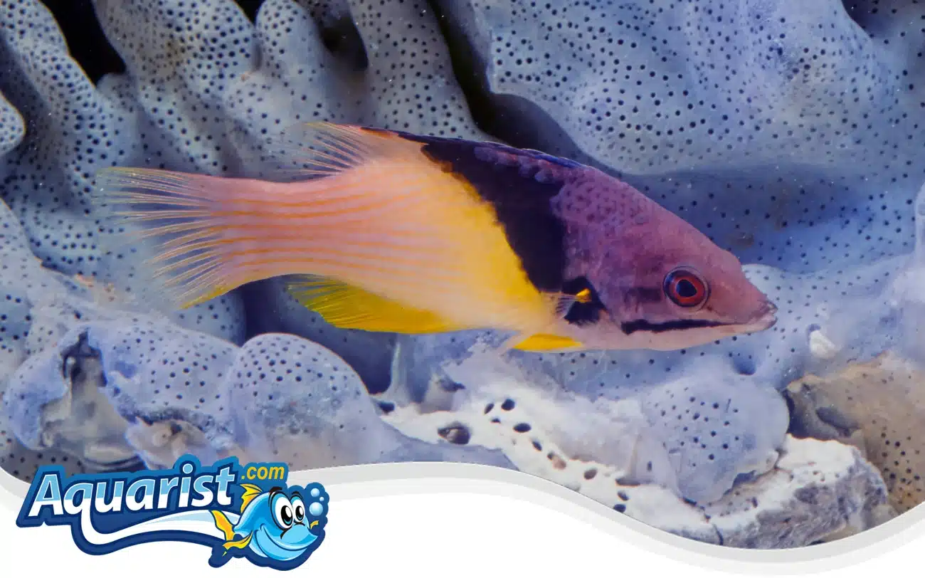 Split-Level Hogfish Split-Level Hogfish