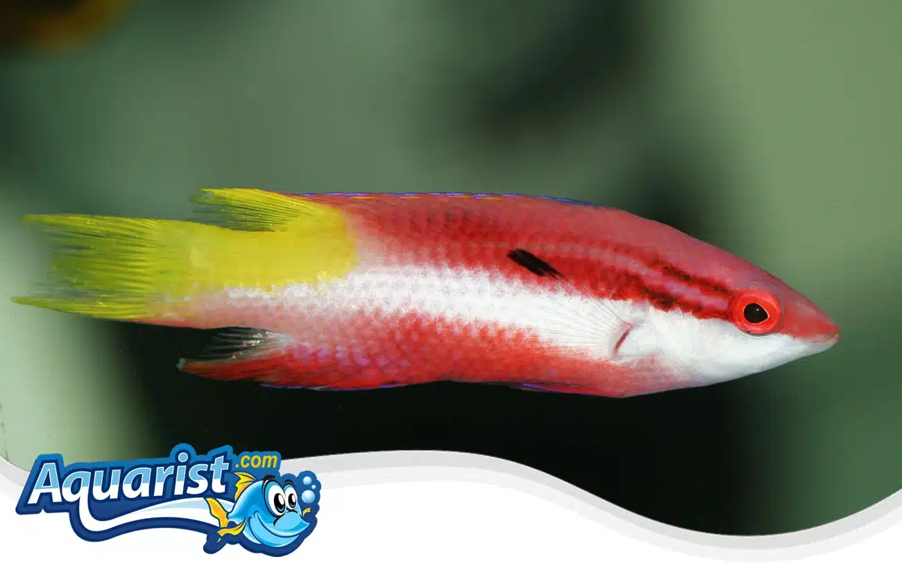 Spotfin Hogfish Spotfin Hogfish