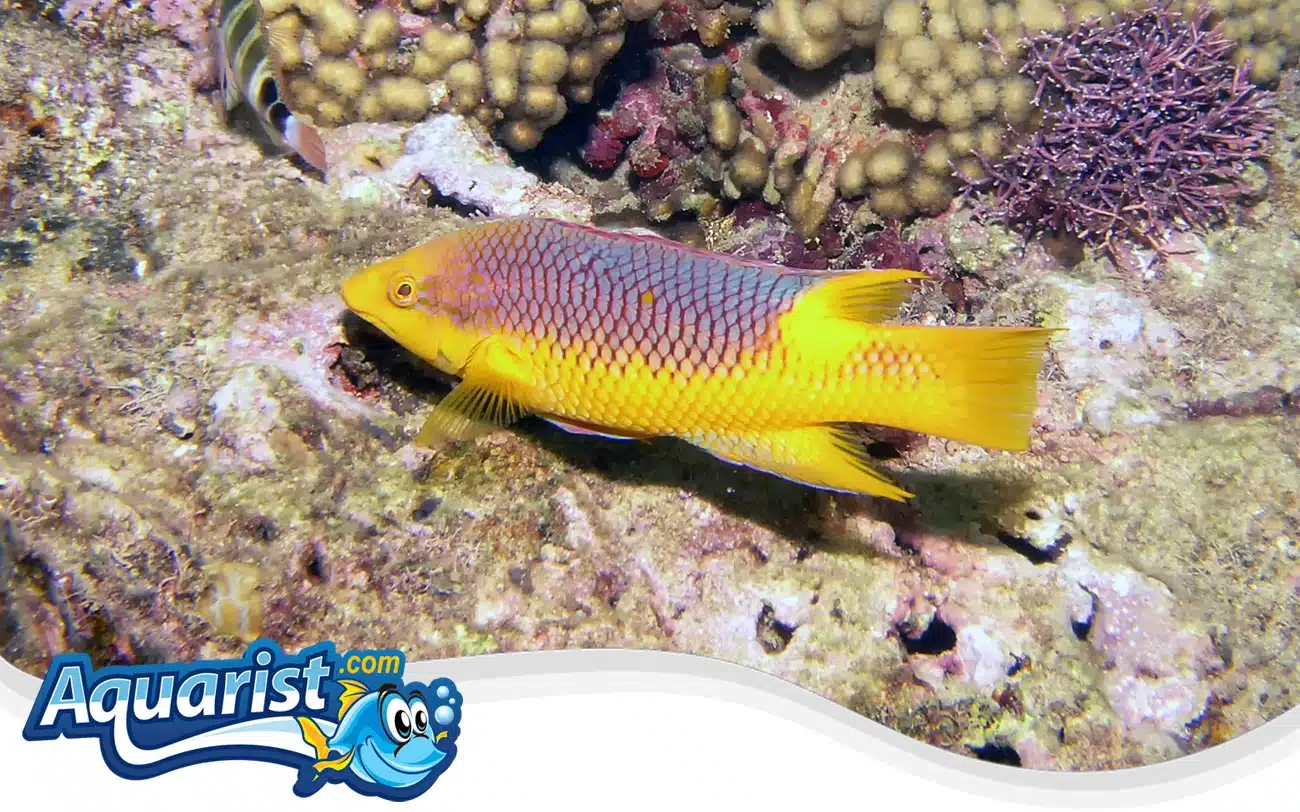Spanish Hogfish