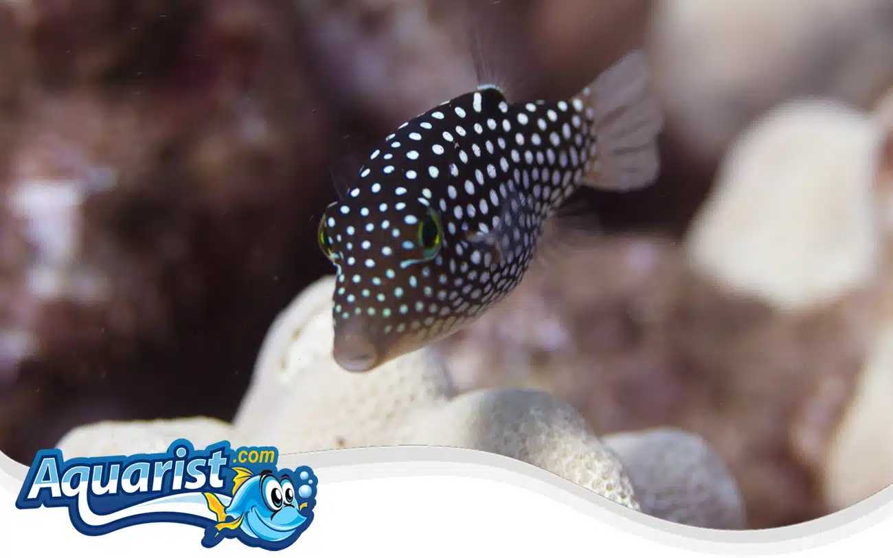 Hawaiian Whitespotted Toby Hawaiian Whitespotted Toby