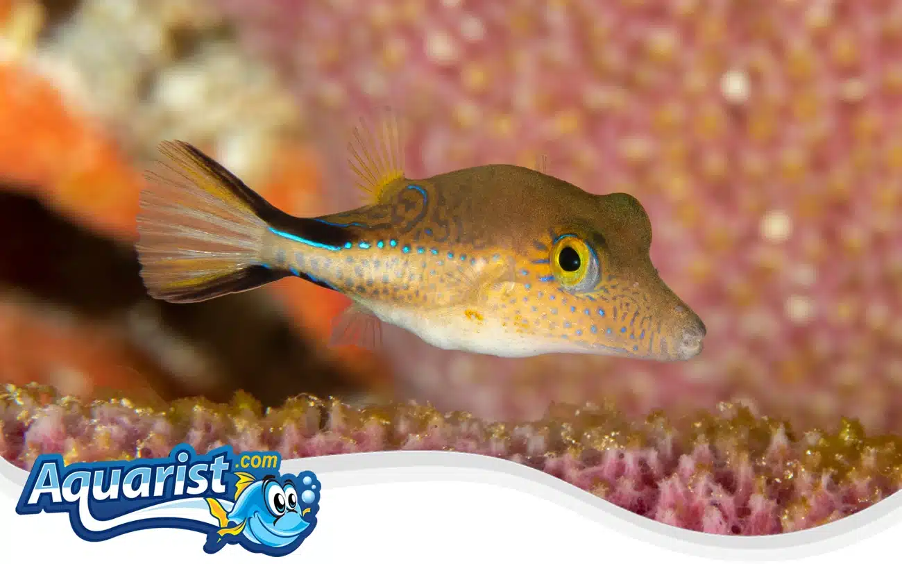 Caribbean Sharpnose Puffer Caribbean Sharpnose Puffer