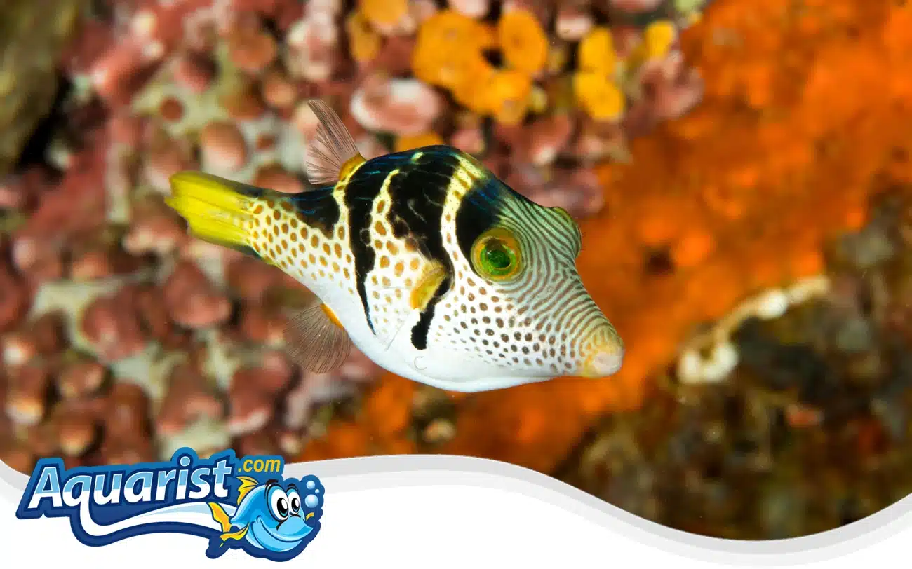 Valentini Puffer Valentini Puffer