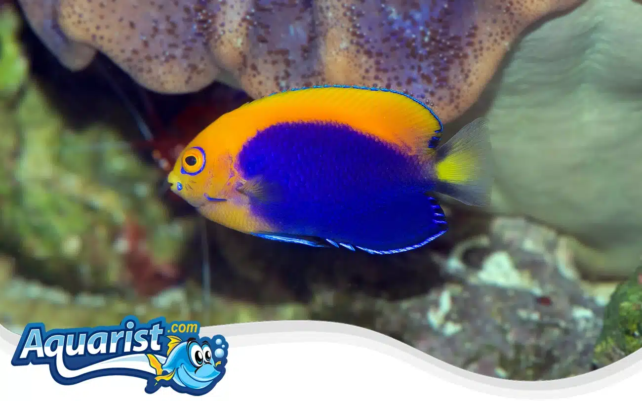 African Flameback Angelfish African Flameback Angelfish