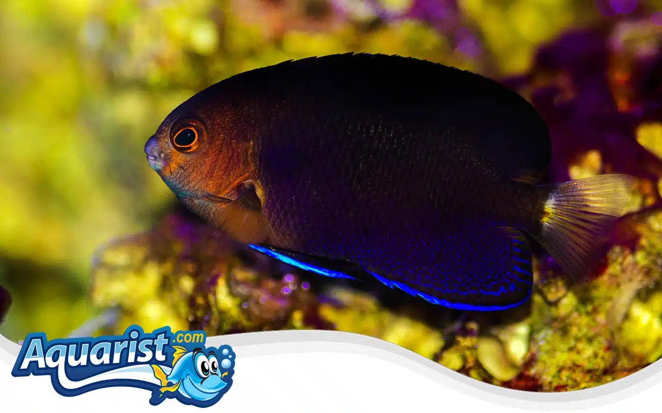 Cherub Angelfish Cherub Angelfish