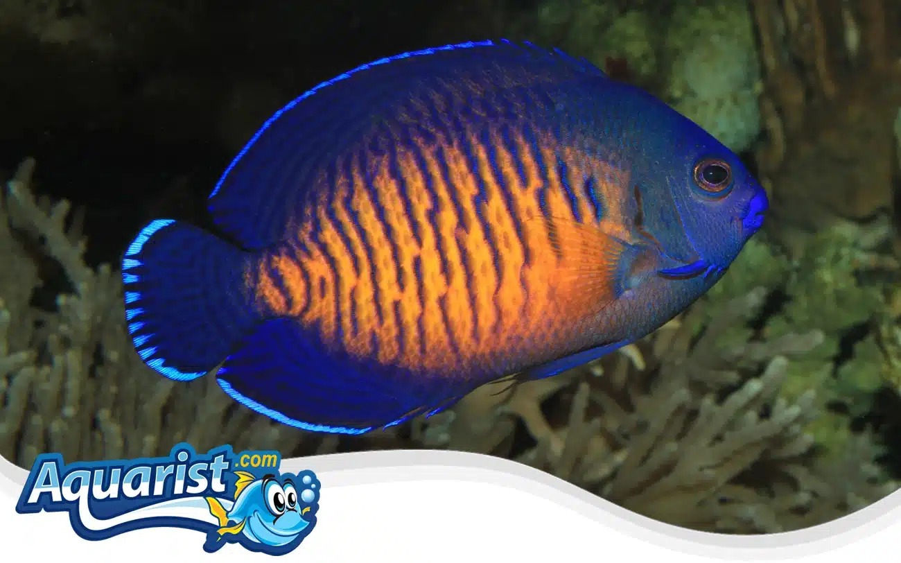 Coral Beauty Angelfish Coral Beauty Angelfish
