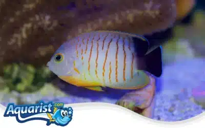 Eibli Angelfish