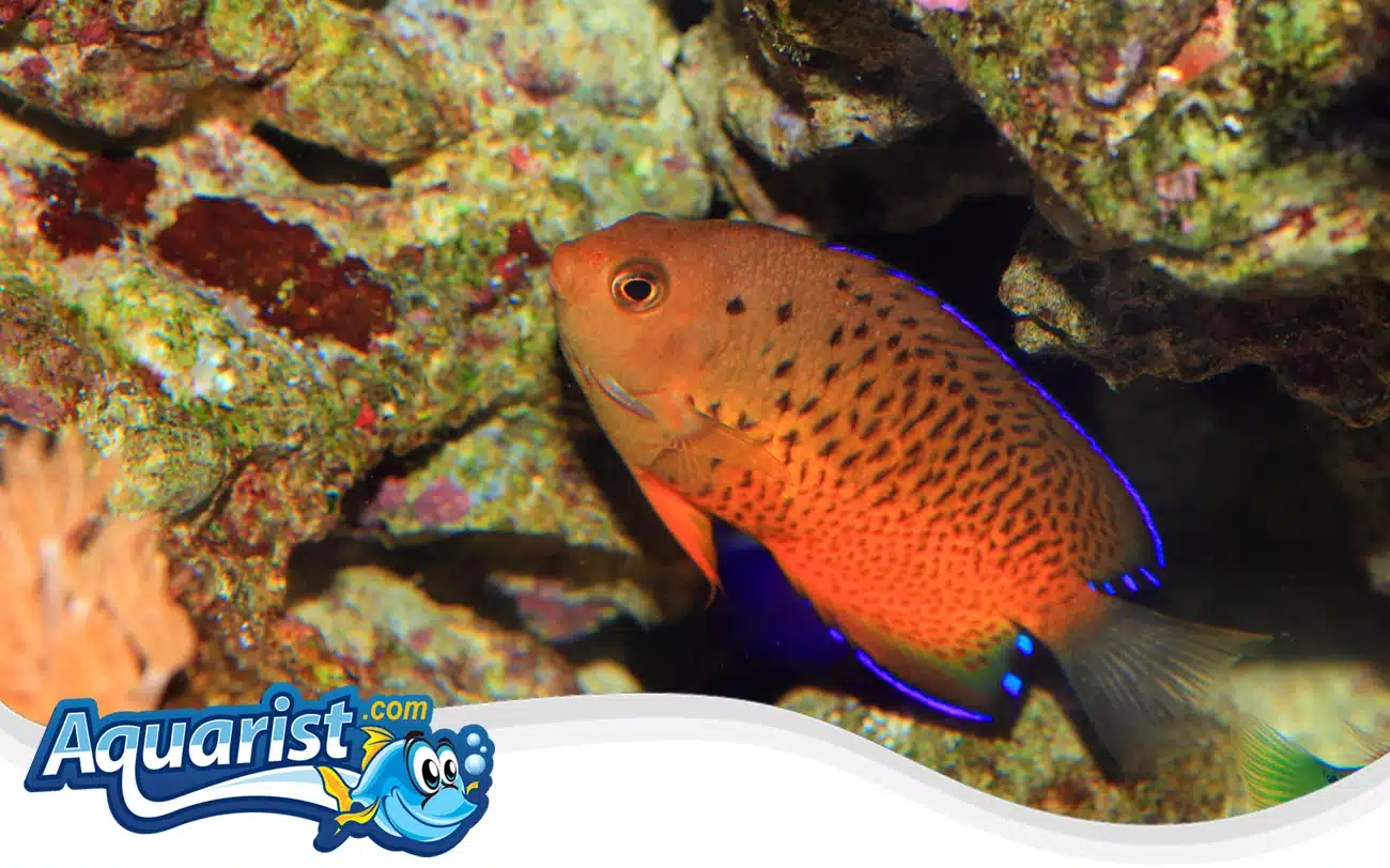 Rusty Angelfish Rusty Angelfish