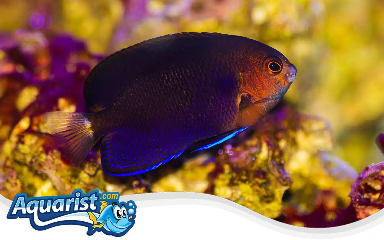 Whitetail Pygmy Angelfish Whitetail Pygmy Angelfish