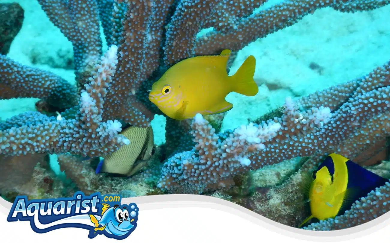 Herald’s Angelfish Herald's Angelfish