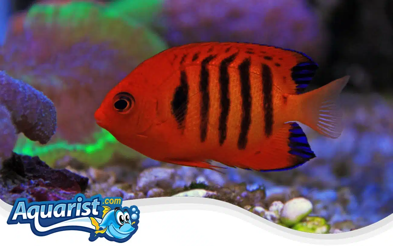 Flame Angelfish Flame Angelfish