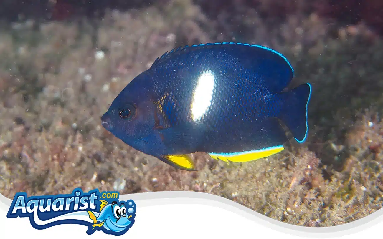 Keyhole Angelfish Keyhole Angelfish