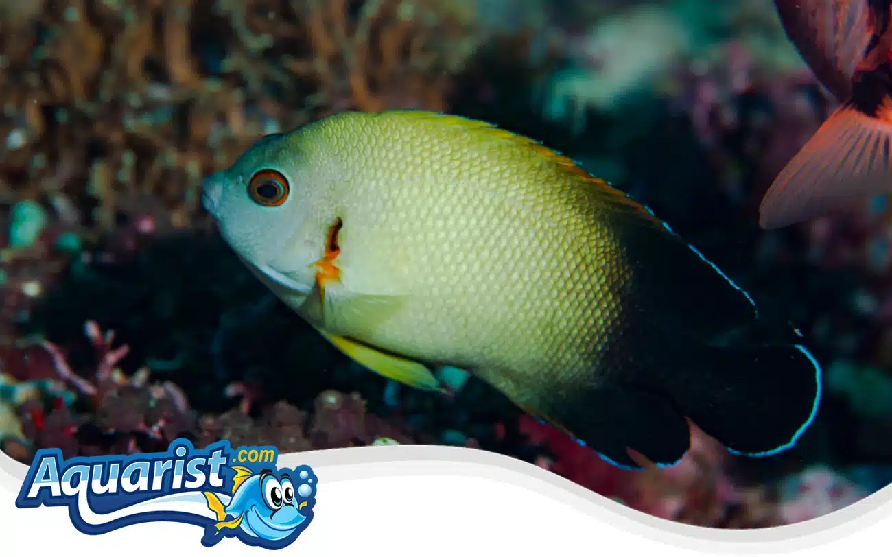 Half Black Angelfish Half Black Angelfish
