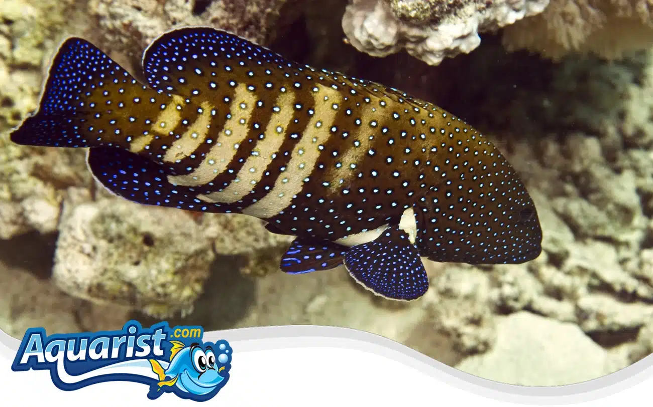 Peacock Grouper Peacock Grouper
