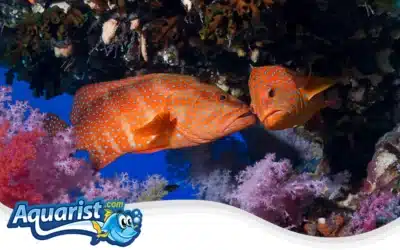 Coral Grouper