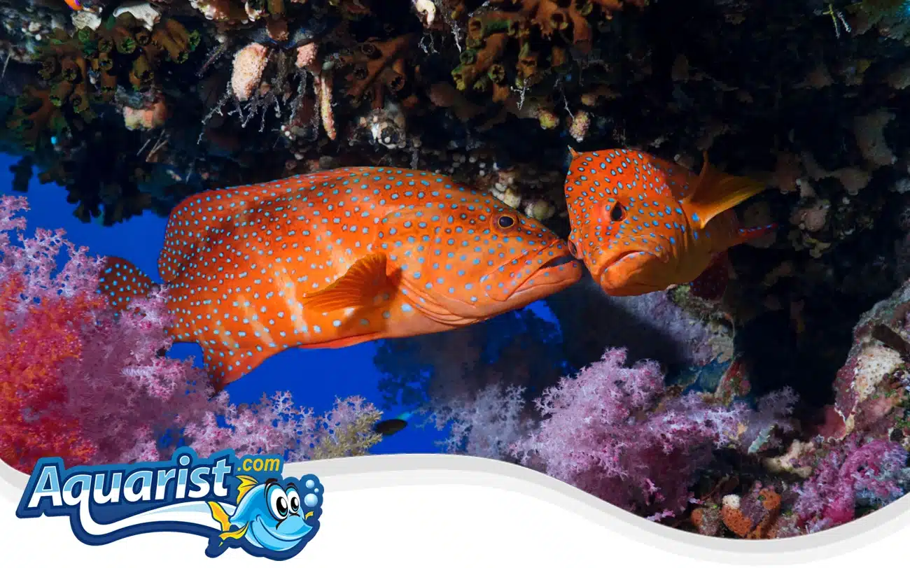 Coral Grouper Coral Grouper