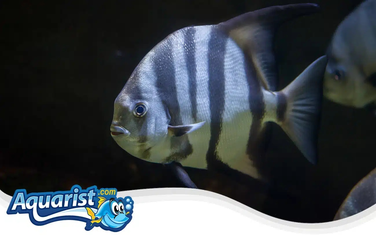 Atlantic Spadefish Atlantic Spadefish
