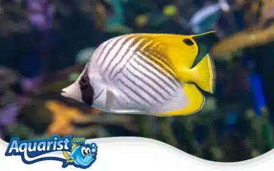 Threadfin Butterflyfish