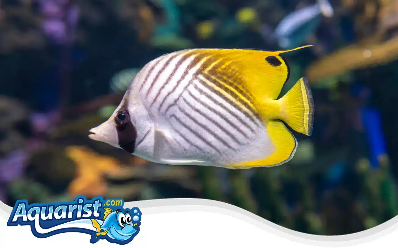 Threadfin Butterflyfish Threadfin Butterflyfish