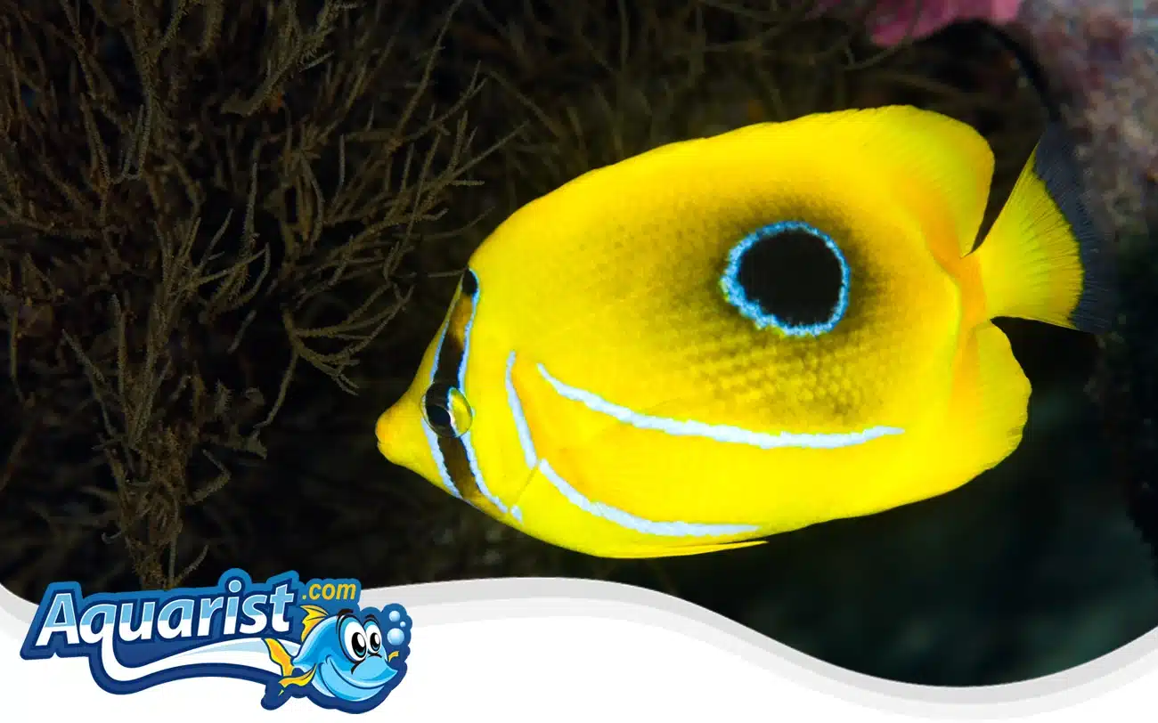 Bennett’s Butterflyfish Bennett's Butterflyfish