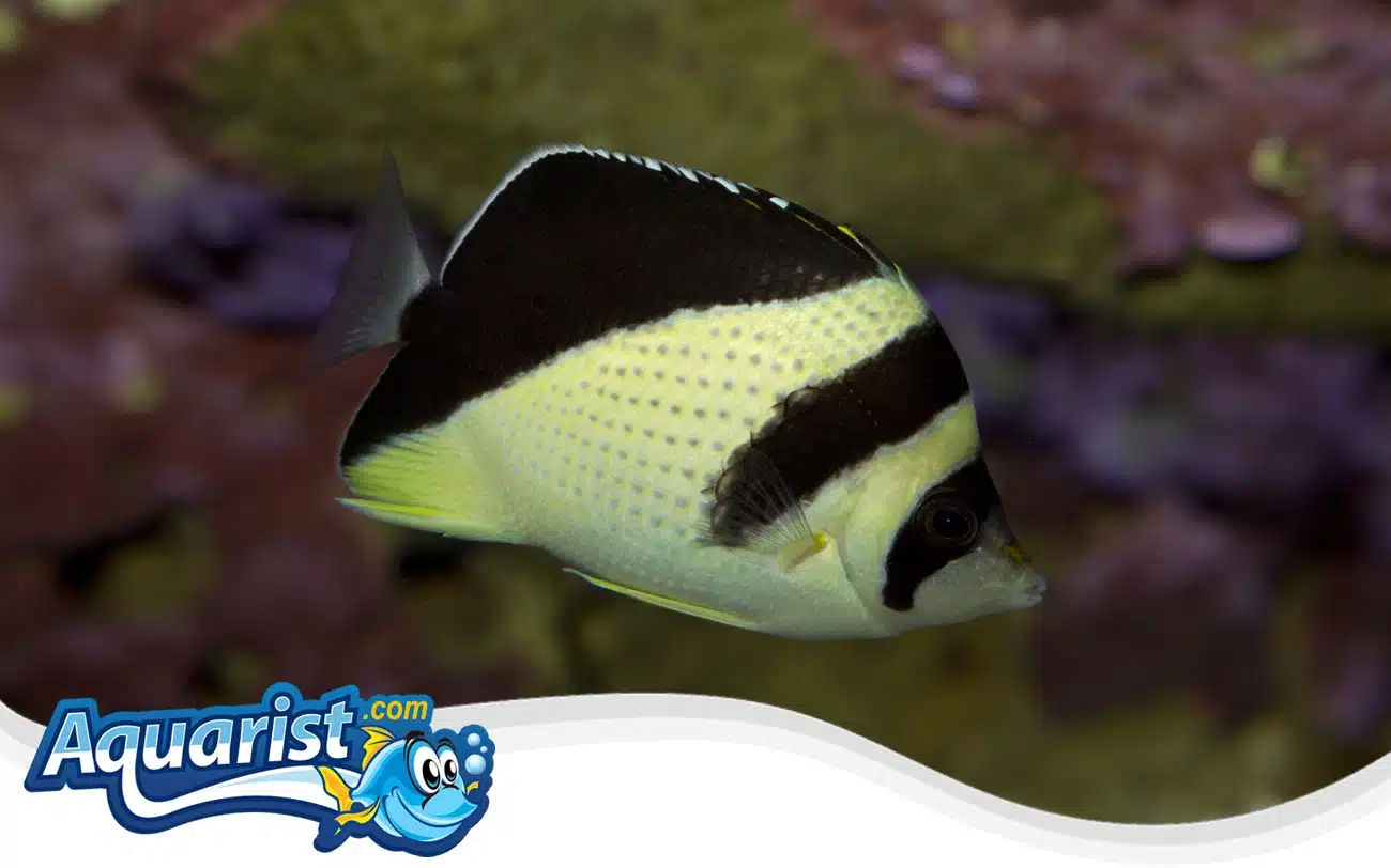 Burgess’ Butterflyfish Burgess' Butterflyfish