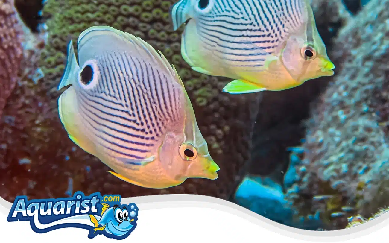 Four-Eyed Butterflyfish Four-Eyed Butterflyfish